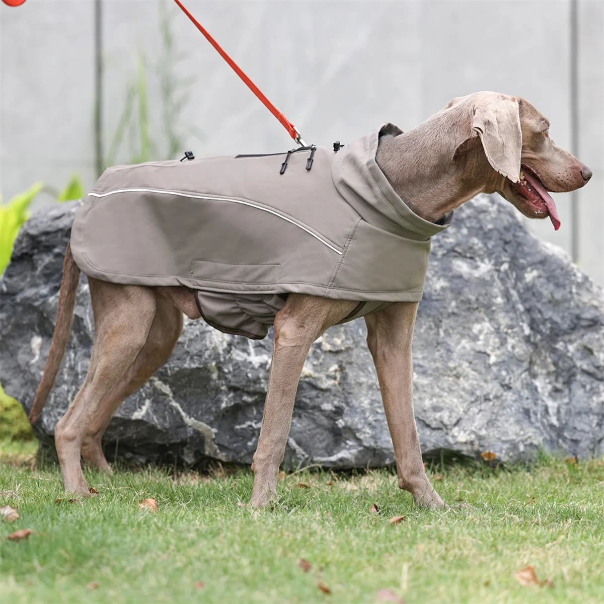Hund i kakifarvet hundedækken set fra siden foran en sten, med refleksbånd langs siden