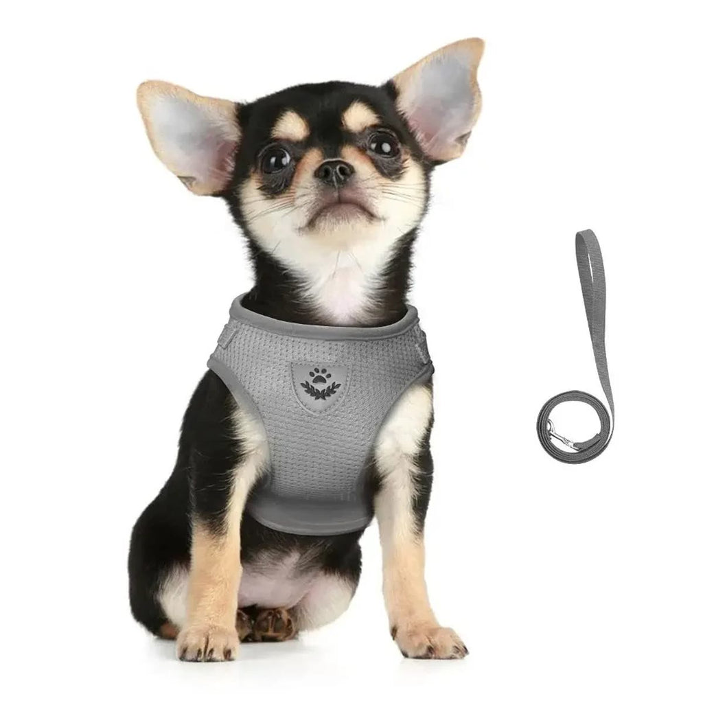 Lille chihuahua i grå vestsele med snoren ved siden af