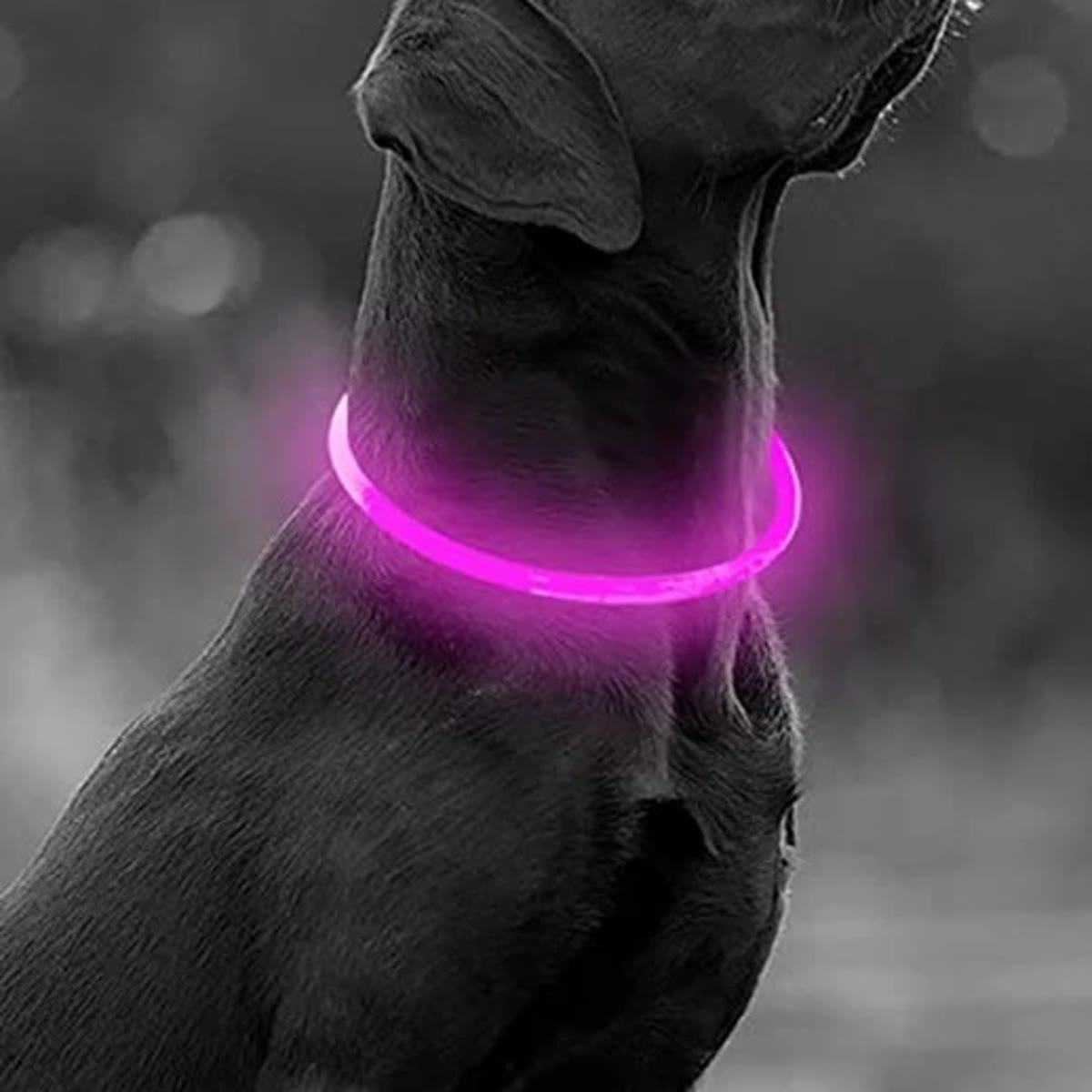 Sort hund med lyserødt LED-lyshalsbånd, der lyser rundt om halsen