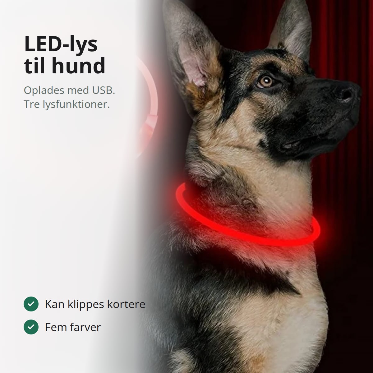 Schæferhund med rødt LED-lyshalsbånd, der lyser i mørket