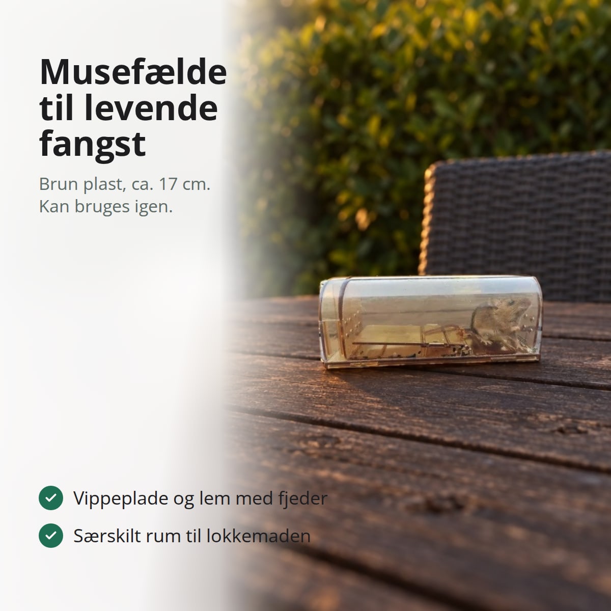 Levende musefælde i gennemsigtig brun plast med en mus indeni på et gammelt havebord i aftensol