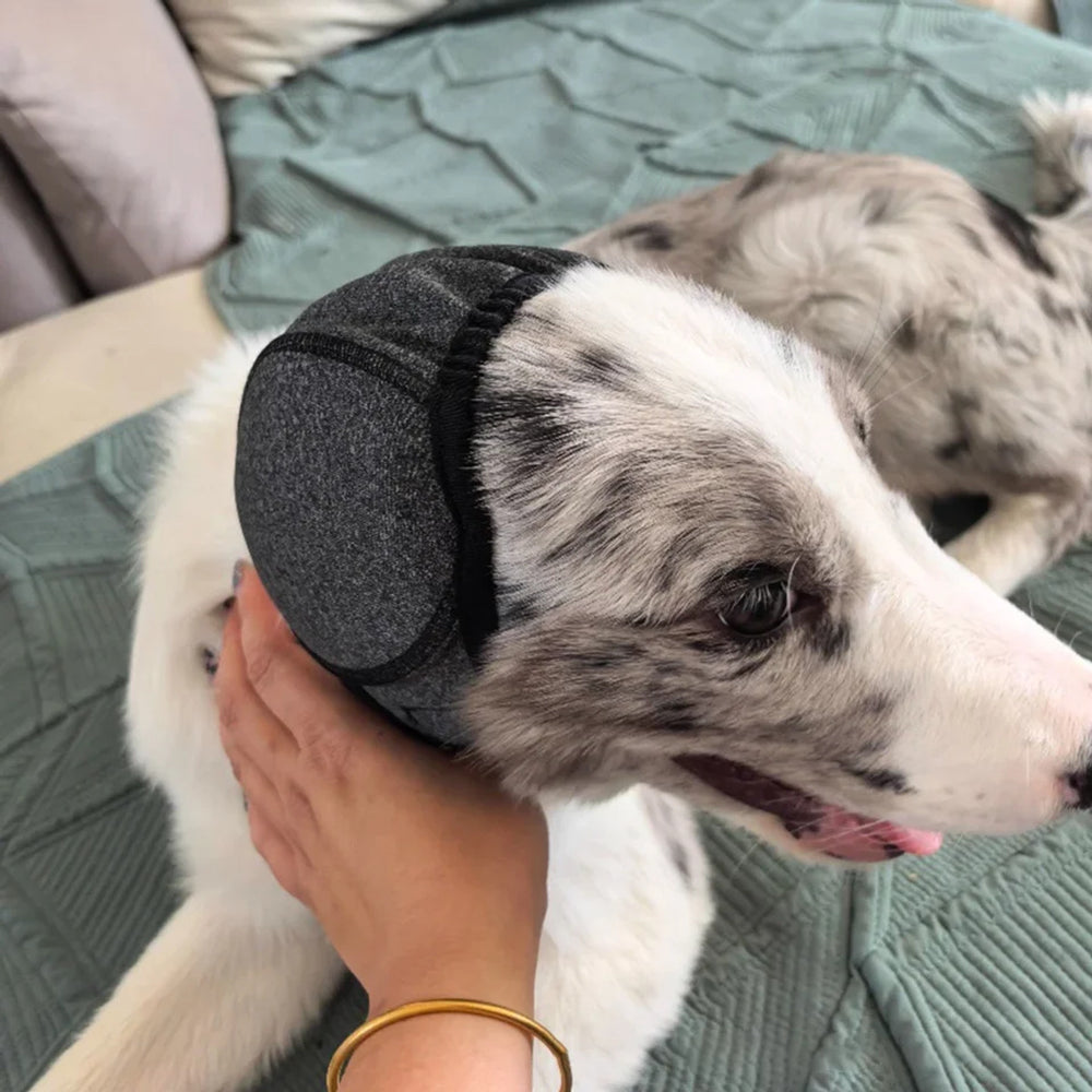 Hund med grå Hetta-ørehætte ligger på en seng, mens ejeren aer den