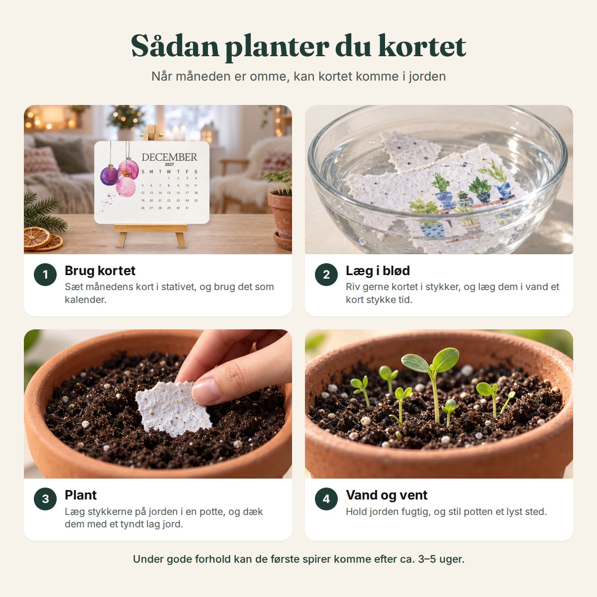 Sådan planter du kortene fra frøkalenderen, trin for trin